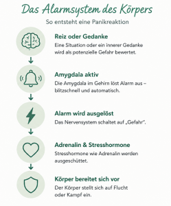 Infografik: Das Alarmsystem des Körpers bei einer Panikattacke – vom Reiz über die Amygdala bis zur Ausschüttung von Adrenalin und der körperlichen Alarmreaktion.
